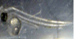 Larva-pseudocromis-fridmani-tienda-de-caballitos1.jpg