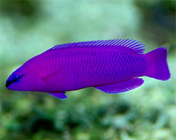 Pseudochromis-Fridmani-hembra-pq-tienda-de-caballitos.jpg