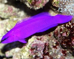 Pseudochromis-Fridmani-macho-pq-tienda-de-caballitos.jpg