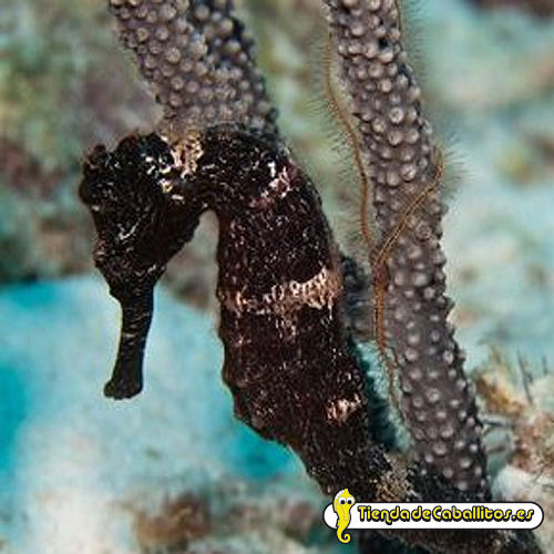 Hippocampus reidi black Opal. Caballito de mar reidi negro 5-6 cm.