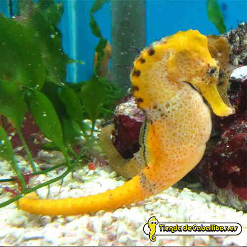 Hippocampus reidi orange. Caballito de mar reidi naranja.12-13 cm