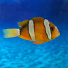 Amphiprion clarckii (mediano)