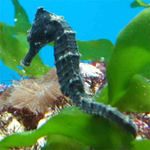 Hippocampus kuda black 7-8 cm. Caballito de mar kuda negro.