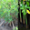 Rhizophora mangle (con hojas)