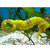 Hippocampus reidi Blunt Tail yelow. 10-11cm. caballito de mar de cola roma.
