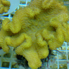 Sarcophyton amarillo