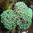 Euphyllia Ancora verde (mediana)