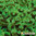 Euphyllia Parancora verde (mediana)