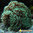 Euphyllia Ancora verde (pequeña)