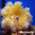 Heteractis aurora-radianthus koseirensis amarilla (pio pio)