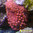 Entacmaea quadricolor (roja-mediana)