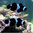 Amphiprion ocellaris black (criado) pareja