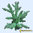 Acropora nobilis verde 19x15x15
