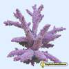 Acropora nobilis rosa 19x15x15