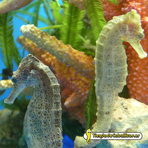 Hippocampus kuda yelow 10-11 cm. Caballito de mar kuda (Pareja)