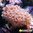 Xenia pom pom pink superpulsante (Mediana)