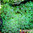 Entacmaea quadricolor (Verde)