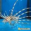Pterois Miles (Mediano)