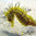 Hippocampus guttulatus 6-7 cm (Criado en cautividaad)