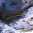 Elacatinus randalli (Gobiosoma randalli)