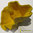 Turbinaria reniformis amarilla (16,50x19x23)