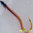 Gunnelichthys curiosus (Gobio arcoiris)