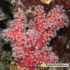 Alcyonium palmatum (Coral mano de muerto)