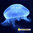 Medusa viva Aurelia Aurita Moon jellyfish (luna) 2-4 cm