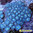 Zoanthus Blue Lagoon (x pólipo)
