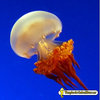 Medusa viva Rhopilema esculenta-Flame jellyfish (Medusa Llama)