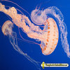Medusa viva Chrysaora fuscescens (Ortiga del Pacífico)