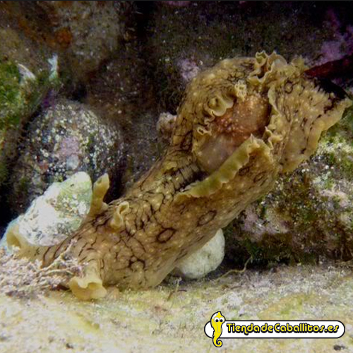 Aplysia dactylomela (Liebre de mar)