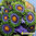 Zoanthus Blow pops (colonia)