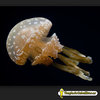 Medusa viva Mastigias papua-Spotted Lagoon Jellyfish (Medusa manchada)