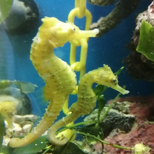 PAREJA Hippocampus reidi amarillo.  Caballito de mar reidi Yellowisch (8-9 cm)