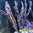 Gorgonia Pterogorgia anceps (Morada)