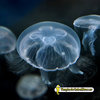 Medusa viva Aurelia Aurita Moon jellyfish (luna) 4-6 cm