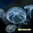 Medusa viva Aurelia Aurita Moon jellyfish (luna) 4-6 cm