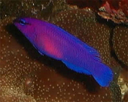 Pseudochromis-Fridmani-hembra-pq-1-tienda-de-caballitos.jpg