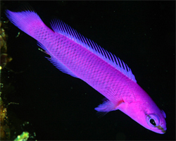 Pseudochromis-Fridmani-macho-pq-1-tienda-de-caballitos.jpg